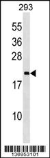 Anti-PPIL3 Rabbit Polyclonal Antibody