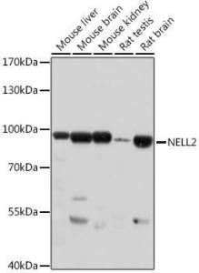 Anti-NELL2 Rabbit Polyclonal Antibody