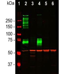 Western blot analysis of tissue and cel