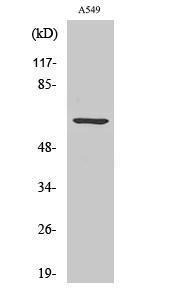 Western blot analysis of various cells using Anti-CLIP3 Antibody