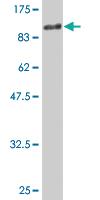 Anti-PTPRO Mouse Monoclonal Antibody [clone: 3F4]