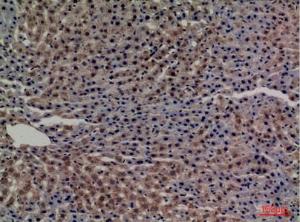 Immunohistochemical analysis of paraffin-embedded rat liver using Anti-TF Antibody