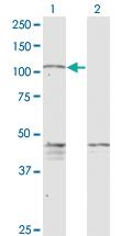 Anti-PCDHGC5 Mouse Monoclonal Antibody [clone: 3A6]