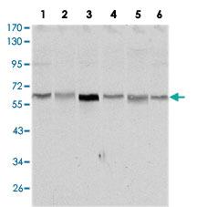 Anti-STK11 Mouse Monoclonal Antibody [clone: 4H12]