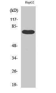 Western blot analysis of various cells using Anti-FAKD3 Antibody