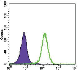 Anti-STK11 Mouse Monoclonal Antibody [clone: 4H12]