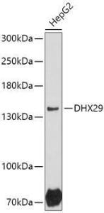 Western blot analysis of extracts of HepG2 cells, using Anti-DHX29 Antibody (A306592) at 1:1,000 dilution