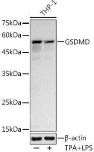 Western blot analysis of extracts of THP-1 cells, using Anti-GSDMD Antibody [ARC50993] (A305571) at 1:1,000 dilutio