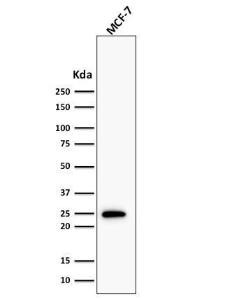 Western blot analysis of human MCF-7 cell lysate using Anti-Bcl-2 Antibody [BCL2/1878R]