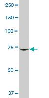 Anti-IKBKB Mouse Polyclonal Antibody