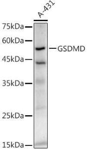 Western blot analysis of extracts of A-431 cells, using Anti-GSDMD Antibody [ARC50993] (A305571) at 1:1,000 dilution. The secondary antibody was Goat Anti-Rabbit IgG H&L Antibody (HRP) at 1:10,000 dilution.