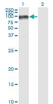 Anti-PECAM1 Mouse Monoclonal Antibody [clone: 1D2-1A5]