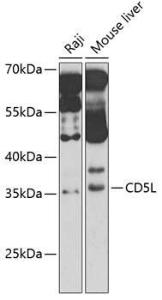 Antibody anti-CD5L 100 µl