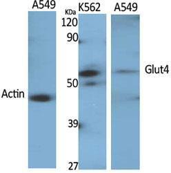 Anti-Glut4 antibody