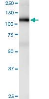 Anti-PECAM1 Mouse Monoclonal Antibody [clone: 1D2-1A5]