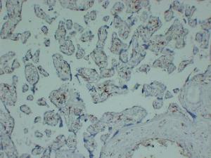 Immunohistochemical analysis of paraffin-embedded human Placenta using Anti-CD163 Antibody