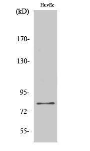 Western blot analysis of various cells using Anti-FAKD2 Antibody