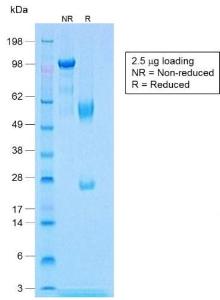 Antibody A248242-100 100 µg