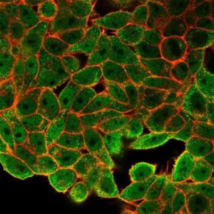 Immunofluorescent analysis of HeLa cells stained with Anti-JunB Antibody [PCRP-JUNB-3G11] followed by Goat Anti-Mouse IgG (CF and #174; 488) (Green). Counterstain is Phalloidin