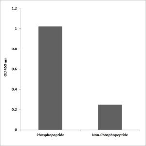 ELISA for immunogen phosphopeptide (left) and non-phosphopeptide (right) using Anti-MAP2K1 (phospho Thr386) Antibody