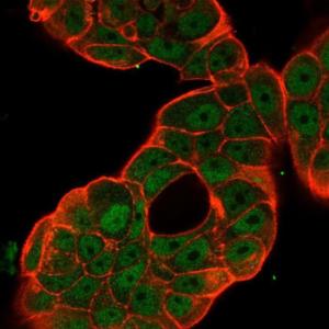 Immunofluorescent analysis of PFA fixed MCF-7 cells stained with Anti-NF-kB p65 Antibody [PCRP-RELA-1E3] followed by Goat Anti-Mouse IgG (CF&#174; 488) (Green). Counterstain is Phalloidin-CF&#174; 640A (Red)