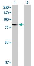 Anti-SLC26A6 Rabbit Polyclonal Antibody