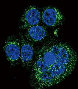 Anti-HTRA1 Rabbit Polyclonal Antibody (Biotin)