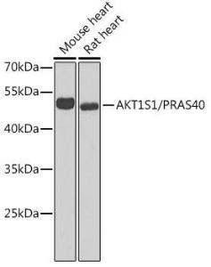 Antibody anti-AKT1S1 100 µl