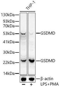 Western blot analysis of extracts of THP-1, using Anti-GSDMD Antibody [ARC50993] (A305571) at 1:1,000 dilutio