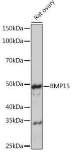 Western blot analysis of extracts of Rat ovary, using Anti-BMP15 Antibody [ARC0907] (A306596) at 1:1,000 dilution