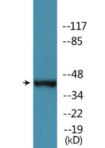 Western blot analysis of lysates from NIH/3T3 cells treated with EGF, RAW264.7 cells treated with UV, and A549 cells treated with UV using Anti-MAP2K1 (phospho Thr386) Antibody