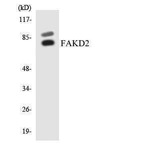 Western blot analysis of the lysates from COLO205 cells using Anti-FAKD2 Antibody