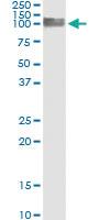 Anti-PECAM1 Mouse Monoclonal Antibody [clone: 1D2-1A5]