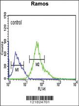 Anti-XBP1 Rabbit Polyclonal Antibody