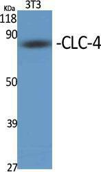 Western blot analysis of various cells using Anti-CLCN4 Antibody