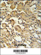 Anti-XBP1 Rabbit Polyclonal Antibody