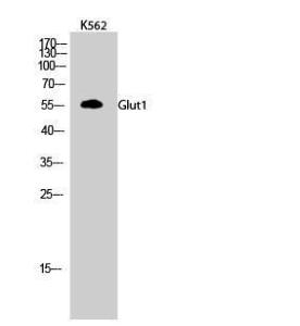 Western blot analysis of K562 cells using Anti-GLUT1 Antibody