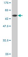 Anti-CPA1 Mouse Monoclonal Antibody [clone: 3F11]