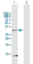 Anti-PENK Mouse Polyclonal Antibody