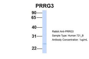 Anti-PRRG3 Rabbit Polyclonal Antibody