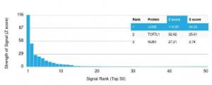 Analysis of protein array containing more than 19000 full-length human proteins using Anti-JunB Antibody [PCRP-JUNB-3G11]