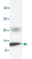 Anti-PLN Rabbit Polyclonal Antibody