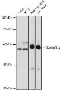 Western blot analysis of extracts of various cell lines, using Anti-BAF60C Antibody (A306600) at 1:1,000 dilution. The secondary antibody was Goat Anti-Rabbit IgG H&L Antibody (HRP) at 1:10,000 dilution.