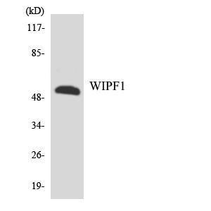 Anti-WIPF1 antibody