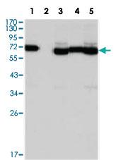 Anti-TCF3 Mouse Monoclonal Antibody [clone: 6B8]