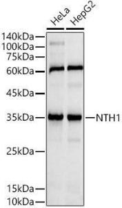 Western blot analysis of extracts of various cell lines, using Anti-NTH1 Antibody [ARC2991] (A309429) at 1:1,000 dilution. The secondary antibody was Goat Anti-Rabbit IgG H&L Antibody (HRP) at 1:10,000 dilution.