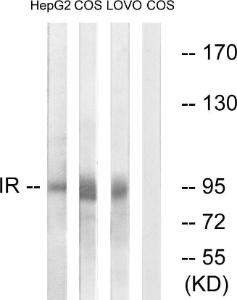 Western blot analysis of lysates from COS, HEPG2, and LOVO cells using Anti-IR Antibody. The right hand lane represents a negative control, where the antibody is blocked by the immunising peptide