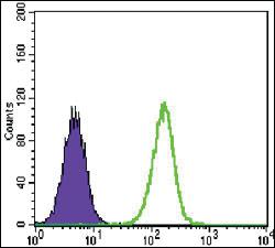 Anti-TCF3 Mouse Monoclonal Antibody [clone: 6B8]