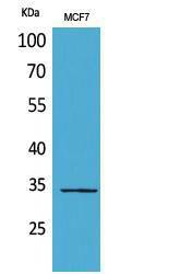 Anti-Morg1 Rabbit Polyclonal Antibody