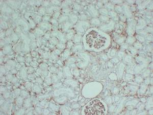 Immunohistochemical analysis of paraffin-embedded human Kidney using Anti-CD105 Antibody